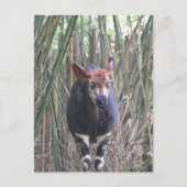 Okapi Postkarte (Vorderseite)