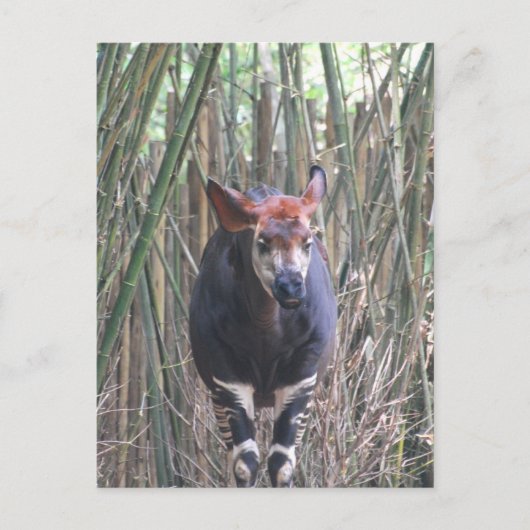 Okapi Postkarte (Vorderseite)
