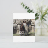 Okapi Postkarte (Stehend Vorderseite)