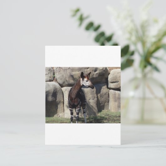 Okapi Postkarte (Stehend Vorderseite)