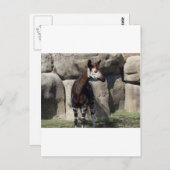 Okapi Postkarte (Vorne/Hinten)