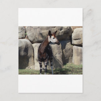Okapi Postkarte