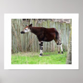 Okapi stehend durch einen Zaun Poster (Vorne)