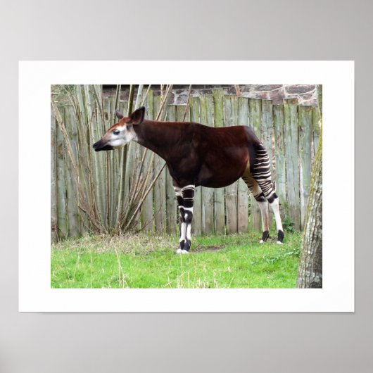 Okapi steht neben einem Zaun Poster (Vorne)