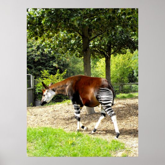 Okapi zu Fuß Poster (Vorne)