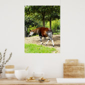 Okapi zu Fuß Poster (Küche)