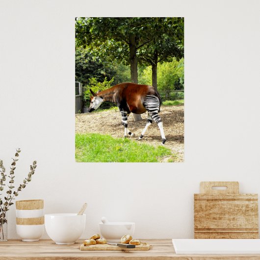 Okapi zu Fuß Poster (Küche)