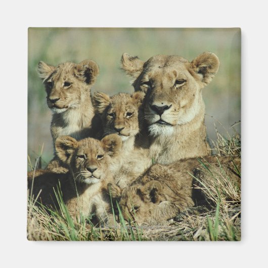 Okavango-Delta, Botsuana Magnet (Vorne)