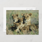 Okavango-Delta, Botsuana Postkarte (Vorne/Hinten)