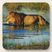 Okavango Dreieck, Botswana 3 Untersetzer (Vorderseite)