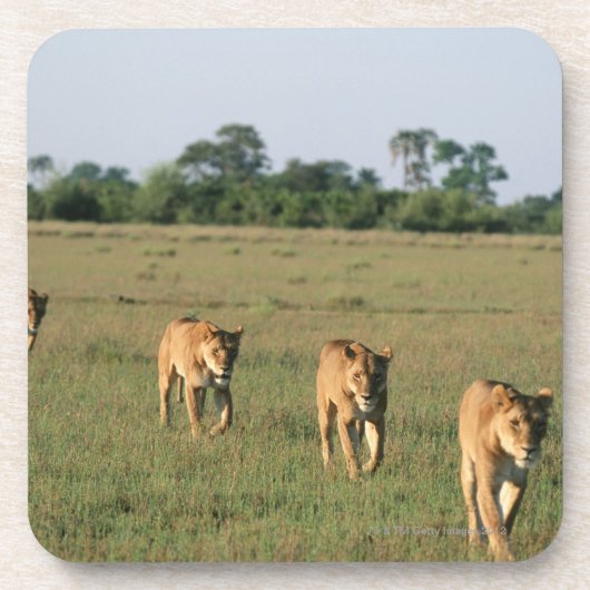 Okavango Dreieck, Botswana 4 Untersetzer (Vorderseite)