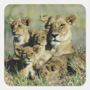Okavango Dreieck, Botswana Quadratischer Aufkleber