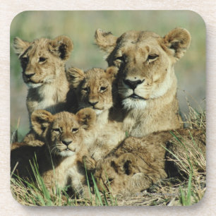 Okavango Dreieck, Botswana Untersetzer