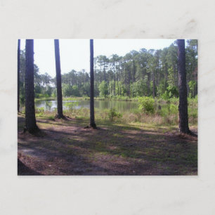 "OKEFENOKEE SWAMP PARK" POSTKARTE
