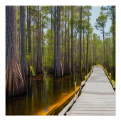 Okefenokee Swamp Poster (Vorderseite)