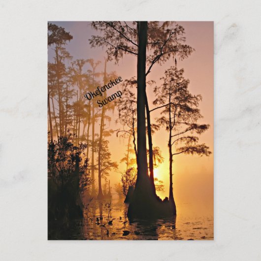 Okefenokee Swamp Postkarte (Vorderseite)
