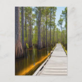 Okefenokee Swamp Postkarte (Vorderseite)
