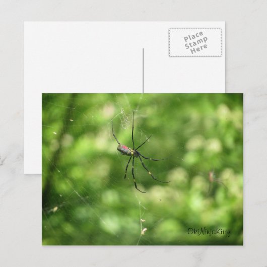 Okinawa Spider Postkarte (Vorne/Hinten)
