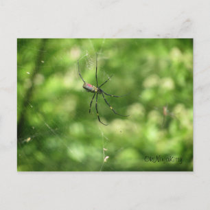 Okinawa Spider Postkarte