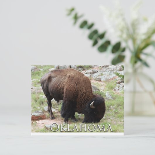 Oklahoma Bison Postkarte (Stehend Vorderseite)