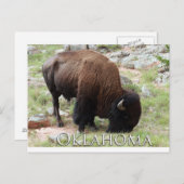 Oklahoma Bison Postkarte (Vorne/Hinten)