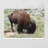 Oklahoma Bison Postkarte (Vorderseite)