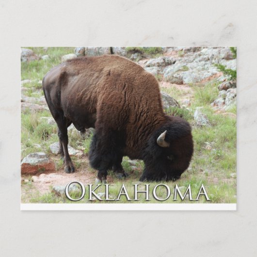 Oklahoma Bison Postkarte (Vorderseite)