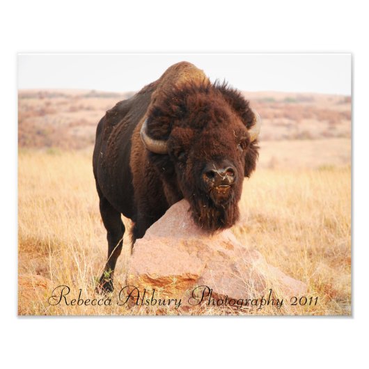 Oklahoma Bison, Rebecca Alsbury Fotografy 2011 Fotodruck (Vorne)