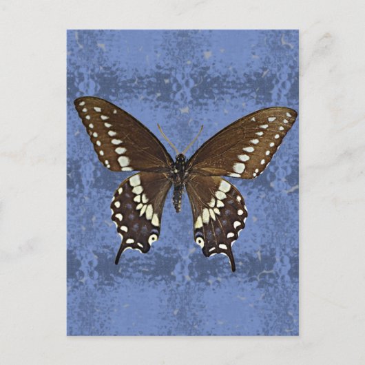 Oklahoma Black Frack Butterfly Postkarte (Vorderseite)