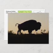 Oklahoma Buffalo Postkarte (Vorne/Hinten)