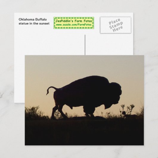 Oklahoma Buffalo Postkarte (Vorne/Hinten)