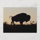 Oklahoma Buffalo Postkarte (Vorderseite)