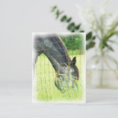 Oklahoma Pferde 3 Postkarte (Stehend Vorderseite)