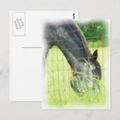 Oklahoma Pferde 3 Postkarte (Vorne/Hinten)