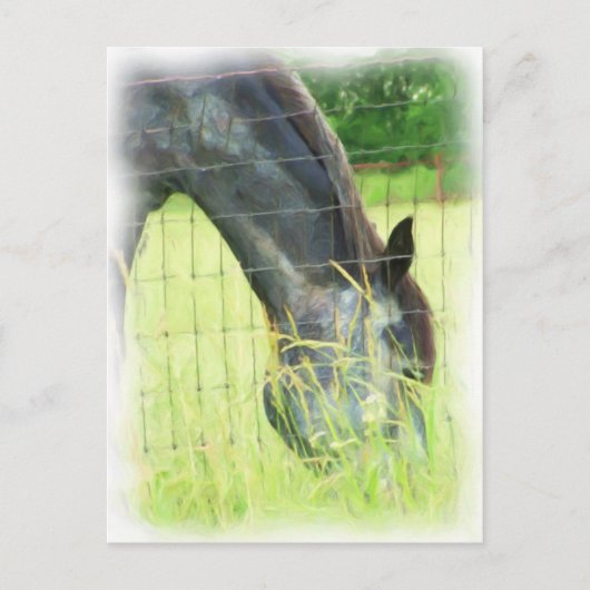 Oklahoma Pferde 3 Postkarte (Vorderseite)