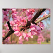 Oklahoma Redbud Blossoms II Print Poster (Vorne)