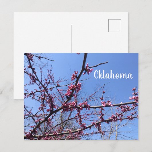 Oklahoma Redbud Postkarte (Vorne/Hinten)