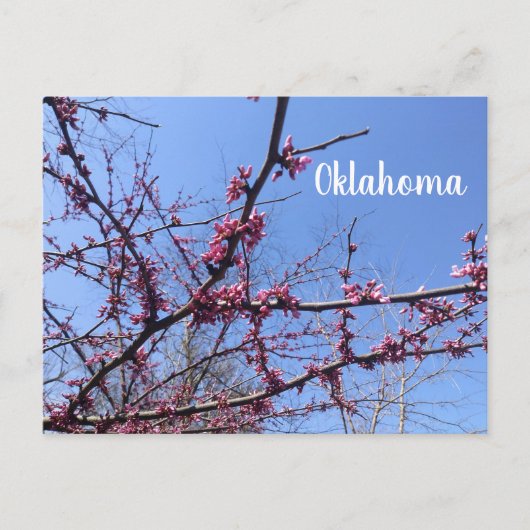 Oklahoma Redbud Postkarte (Vorderseite)