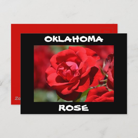 Oklahoma-Rose Postkarte (Vorne/Hinten)