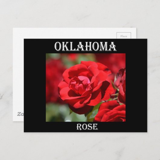 Oklahoma-Rose Postkarte (Vorne/Hinten)