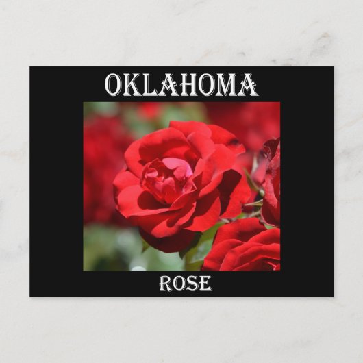 Oklahoma-Rose Postkarte (Vorderseite)