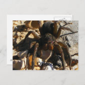 Oklahoma, Spider Postkarte (Vorne/Hinten)