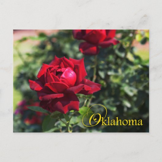 Oklahoma Staat Blume: Oklahoma Rose Postkarte (Vorderseite)