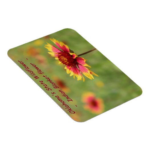 Oklahoma Staat Wildblume Magnet (Rechte Seite)