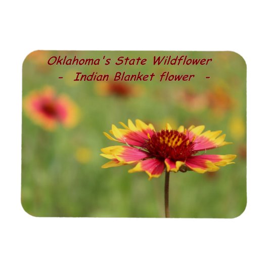 Oklahoma Staat Wildblume Magnet (Horizontal)