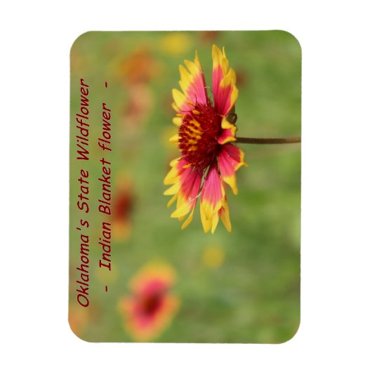 Oklahoma Staat Wildblume Magnet (Vertikal)