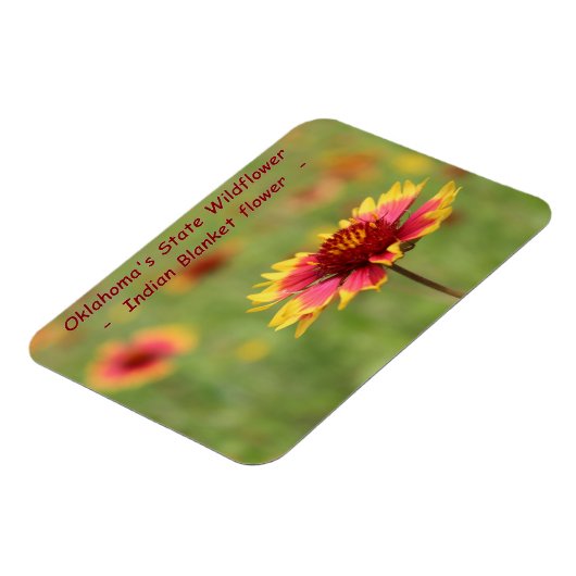 Oklahoma Staat Wildblume Magnet (Linke Seite)