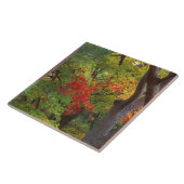 Okochi Sanso, Arashiyama, Kyoto, Japan 5 Fliese (Seite)