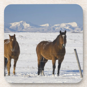 okotoks, Alberta, Kanada Untersetzer