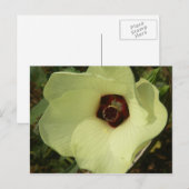 Okra Bloom Postcard Postkarte (Vorne/Hinten)